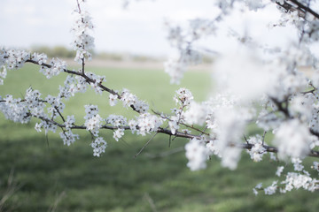 Wedding background: white little flowers on a blue background. Apple tree flowers. Floral background. Flowers texture