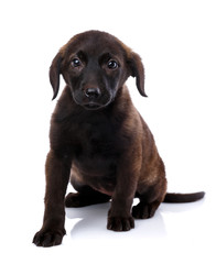 Dachshund puppy siting and looking at the camera