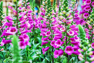 Field with flowering lilac flowers