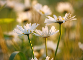 Chamomile flowers on  meadow in sunset light