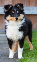 Sheltie-Welpe in tricolour, drei Monate alt, liegt im Gras