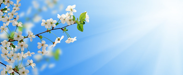blooming branch of fruit tree in the garden against the sky