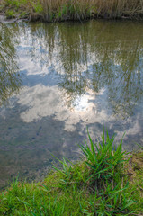 am rand eines biotops