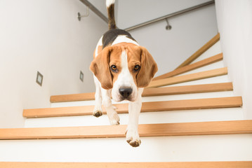 Dog run downstairs