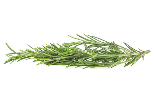 Twig of fresh rosemary isolated on a white background