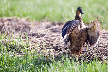 Ente flügelschlagen