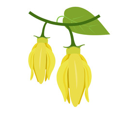  flowers of  ylang-ylang, climbing ilang-ilang, manorangini, hara-champa or 
kantali champa. vector format illustration