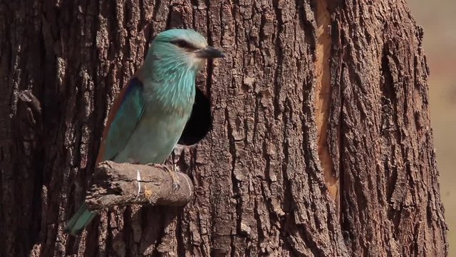 European Roller (Coracias garrulus), on nest access, Castilla La Mancha.