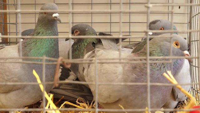 Pigeons in captivity for sale at the market, 4K UHD