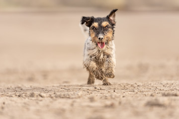 small dog is running fast through sandy desert - cute dirty Jack Russell Terrier