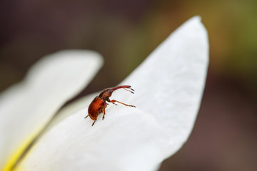 beetle on cherry blossom close up
