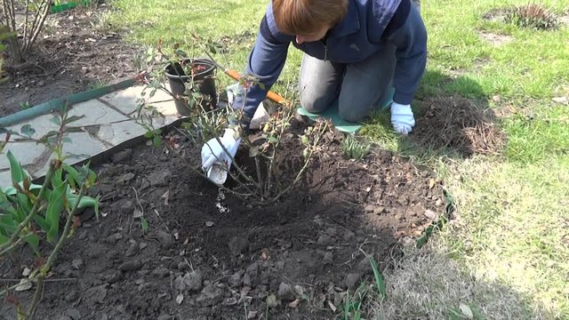 Gardener fertilizes rose shrub with granulated mineral fertilizer at spring time. Concept of spring care for flower garden.
