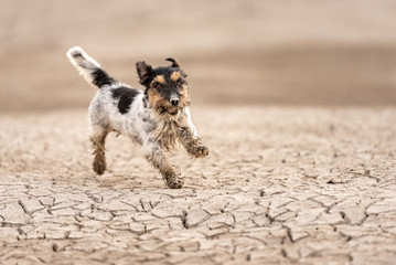 small dog is running fast through sandy desert - cute dirty Jack Russell Terrier