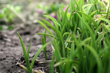 Background of leaves. Leaves close-up. Plants