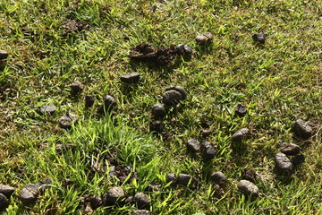  cow feces on the green grass