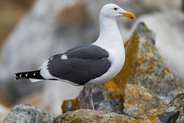 Seagull posing