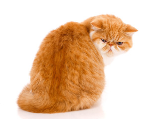 Beautiful, purebred cat. Kitten - portrait of Exotic cat