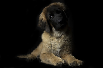 Fototapeta premium Leonberger Puppy Photos
