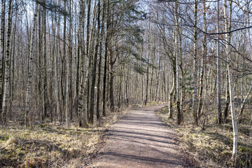 Path through the wood in early spring