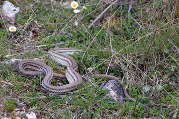 vipera