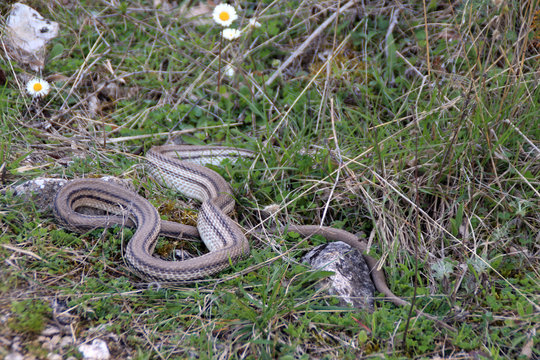 vipera