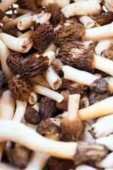 Basket full of Morchella mushrooms