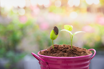 young green plant spring on pink pot