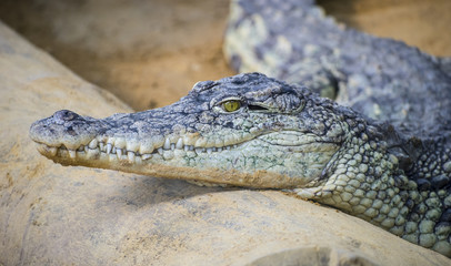 An alligator is a crocodilian in the genus Alligator of the family Alligatoridae,  close up texture of alligator skin