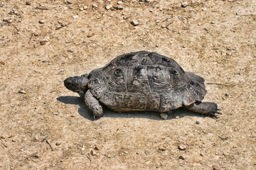 Adult Common Tortoise, Testudo graeca, Greece
