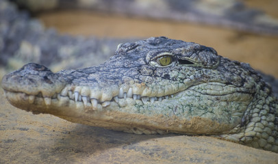 An alligator is a crocodilian in the genus Alligator of the family Alligatoridae,  close up texture of alligator skin
