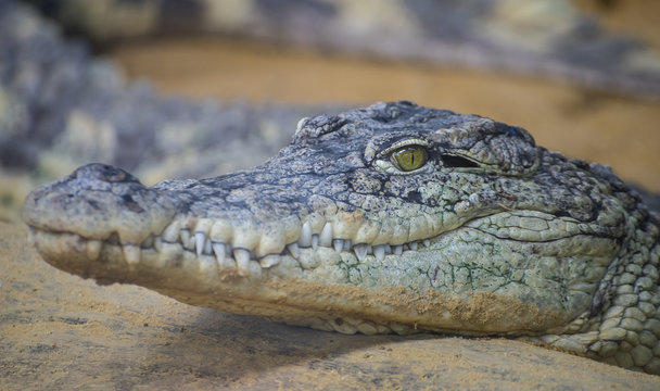 Predator, An alligator is a crocodilian in the genus Alligator of the family Alligatoridae,  close up texture of alligator skin
