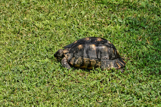 Adult Common Tortoise, Testudo graeca, Greece