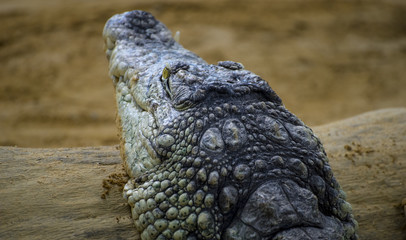 An alligator is a crocodilian in the genus Alligator of the family Alligatoridae,  close up texture of alligator skin