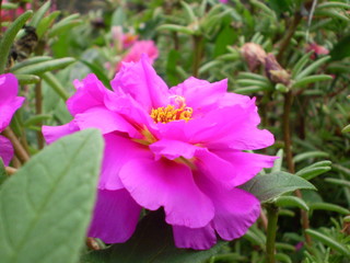 Pink Flower