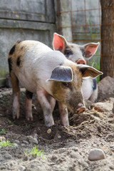 Two cute and adorable piglets playing outside, free in the backyard, in a beautiful day of spring.