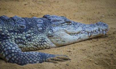 An alligator is a crocodilian in the genus Alligator of the family Alligatoridae,  close up texture of alligator skin