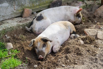Two cute and adorable piglets sleeping outside, free in the backyard, in a beautiful day of spring.