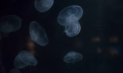 Small jellyfishes illuminated with blue light swimming in aquarium.
