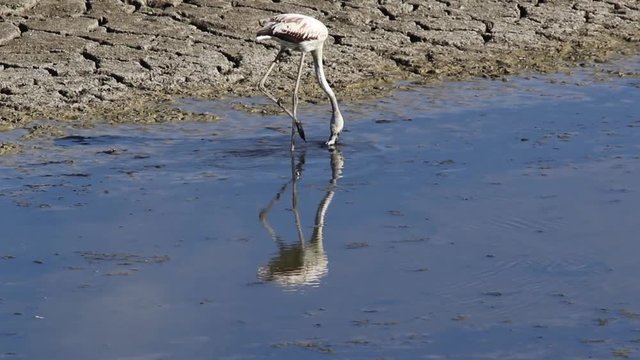 Greater Flamingo (Phoenicopterus roseus) feeding, Castilla La Mancha, Spain