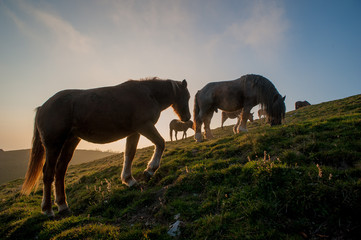 horse grazing in the mountains at sunset