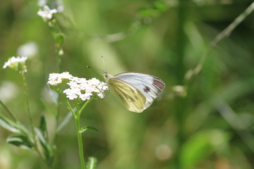 Light Butterfly