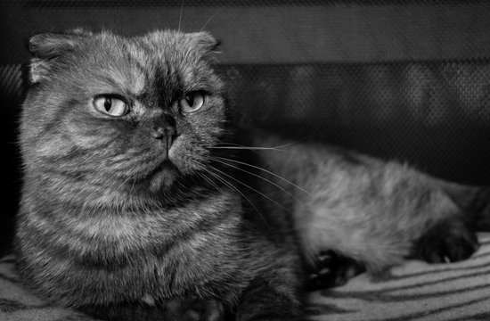 Portrait of beautiful fold cat. Cute animal. Black and white photo.