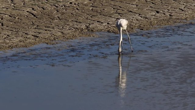 Greater Flamingo (Phoenicopterus roseus) feeding, Castilla La Mancha, Spain