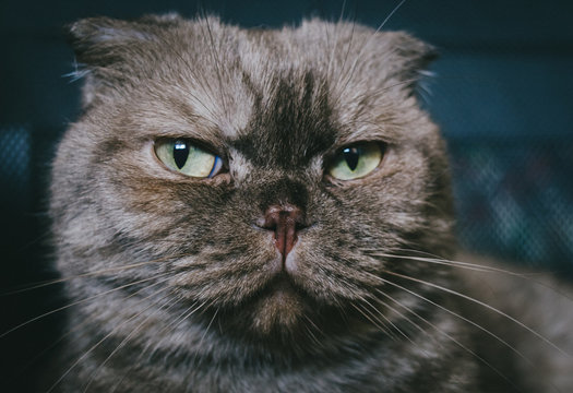 Portrait of  beautiful fold. Face of cute cat close-up.