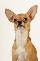 Chihuahua dog in the studio on a light white background