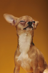 Chihuahua dog in the studio on a yellow background