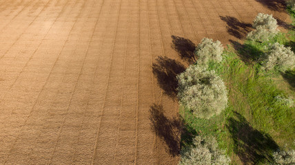 les lignes d'un champ labouré et une plantation d'oliviers au bord