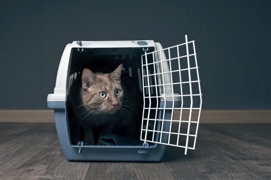 Cute ginger cat in a travel crate.