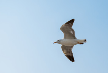 Seagulls are flying at the sea.