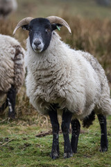 Fototapeta premium Sheep in a field
